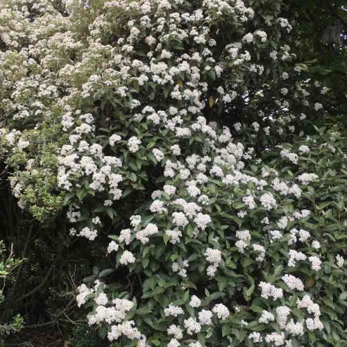 Olearia x Macrodonta New Zealand Holly Hedge Evergreen | ScotPlants Direct
